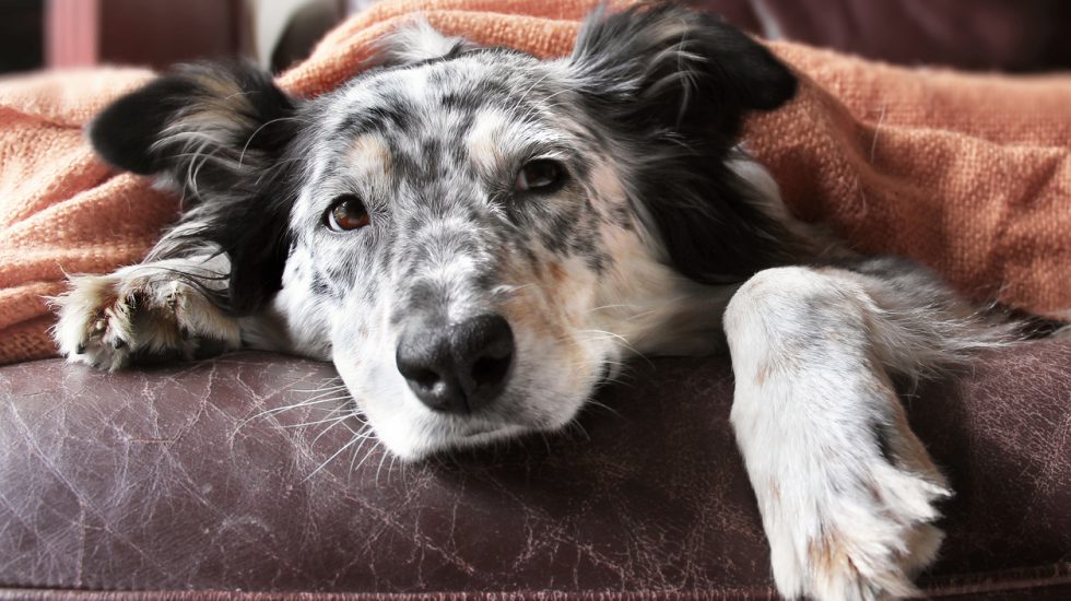 Border collie Australian shepherd dog on brown leather couch under blanket looking sad lonely bored hopeful sick curious relaxed comfortable