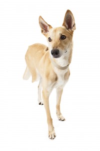 Mixed Breed Dog Missing Leg