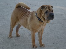 Shar pei