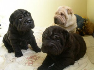 Shar pei 2