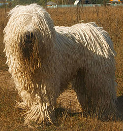 250px-Komondor_delvin