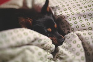 dog-791266_960_720