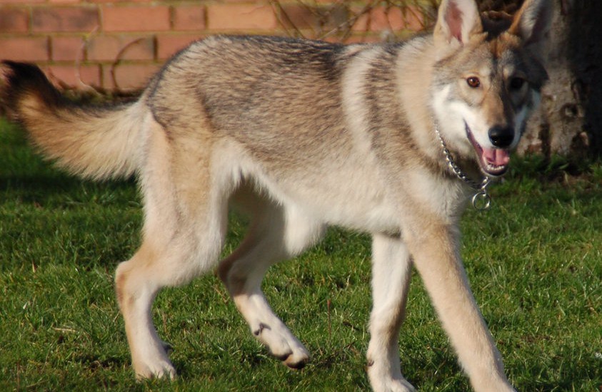 Saker att tänka på när du köper hund
