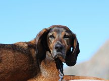 hund mit hängeohren gegen einen blauen himmel