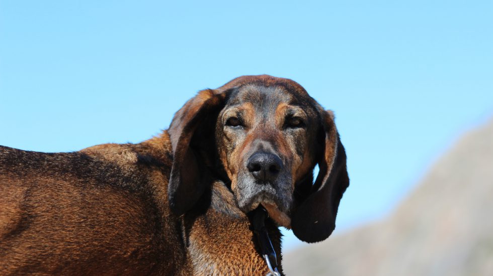 hund mit hängeohren gegen einen blauen himmel